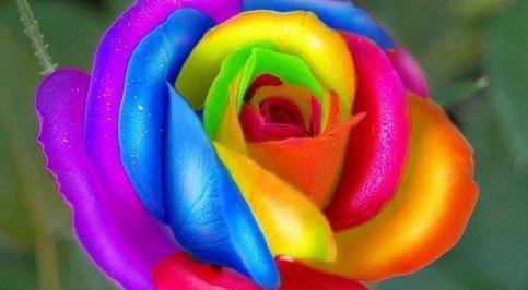 عکس گل رز هفت رنگ برای پروفایل