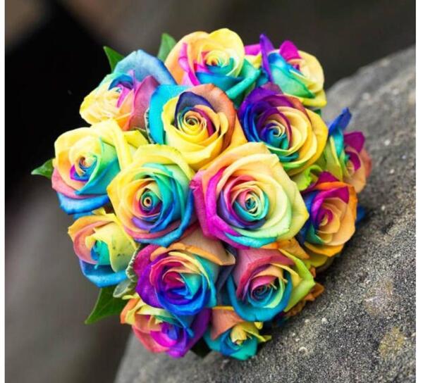 عکس گل رز هفت رنگ برای پروفایل