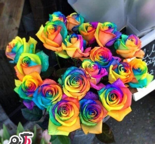 عکس گل رز هفت رنگ برای پروفایل