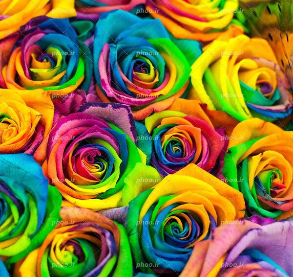 عکس گل رز هفت رنگ برای پروفایل