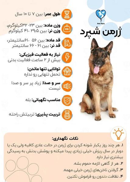 عکس سگ ژرمن یک ساله
