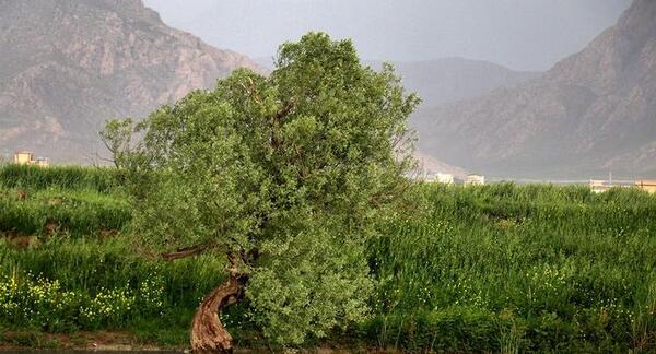 عکس طبیعت زیبا استان کرمانشاه