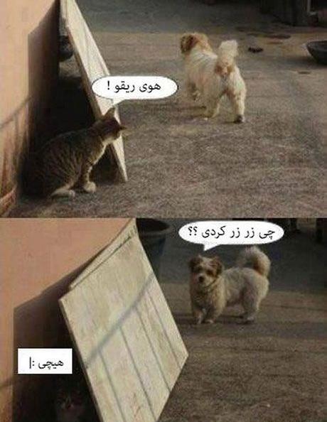 عکس گربه لاتی