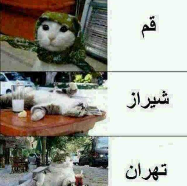 عکس گربه لاتی