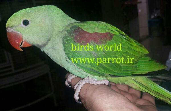عکس جوجه شاه طوطی