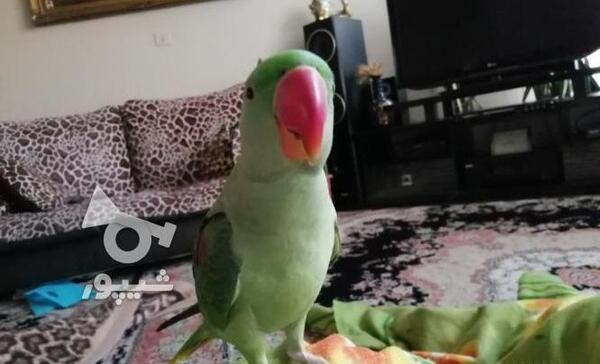 عکس جوجه شاه طوطی