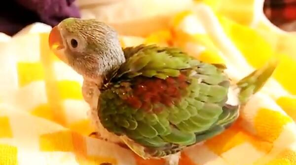 عکس جوجه شاه طوطی