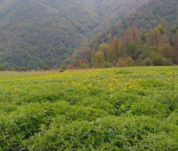عکس طبیعت زیبای رودسر