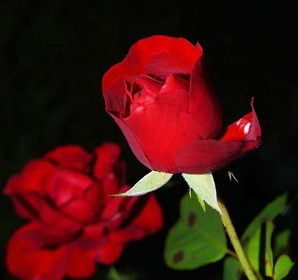 عکس گلهای زیبا با زمینه مشکی