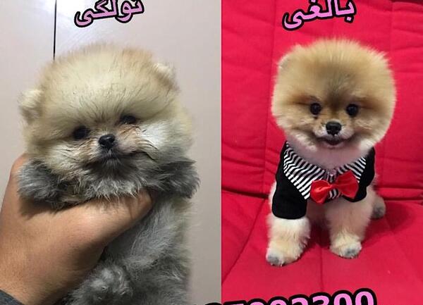 عکس سگ پامرانین خرسی