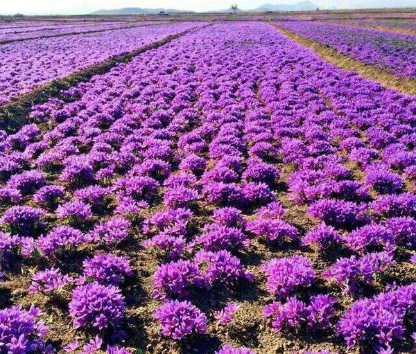 عکس زعفران تربت حیدریه