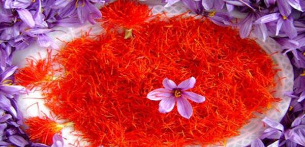 عکس زعفران تربت حیدریه