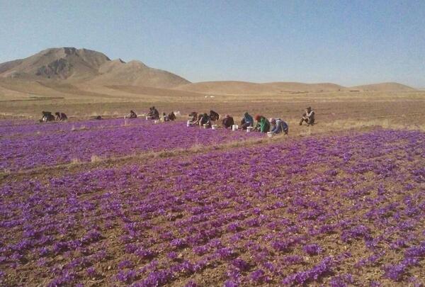 عکس زعفران تربت حیدریه
