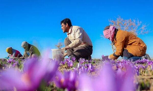 عکس زعفران تربت حیدریه