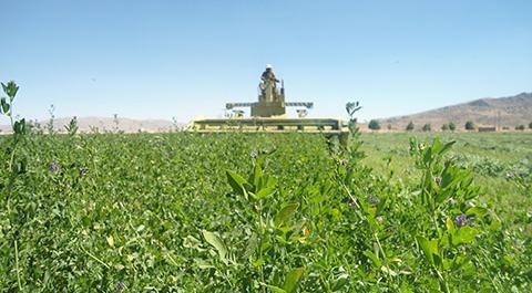 عکس مزرعه یونجه