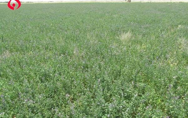 عکس مزرعه یونجه