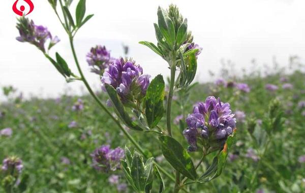 عکس مزرعه یونجه