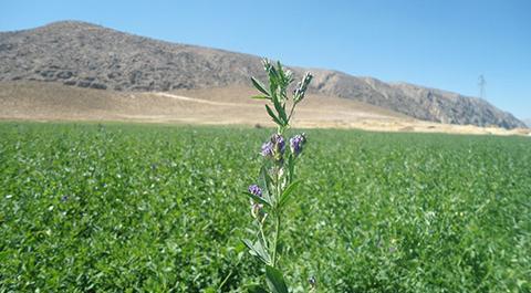 عکس مزرعه یونجه