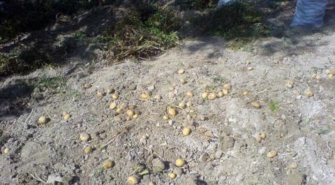 عکس روستای ثمر خزان