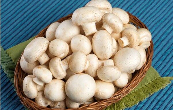 عکس کاشت قارچ