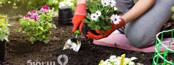 عکس کاشت سبزی در باغچه