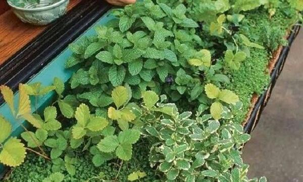 عکس کاشت سبزی در باغچه