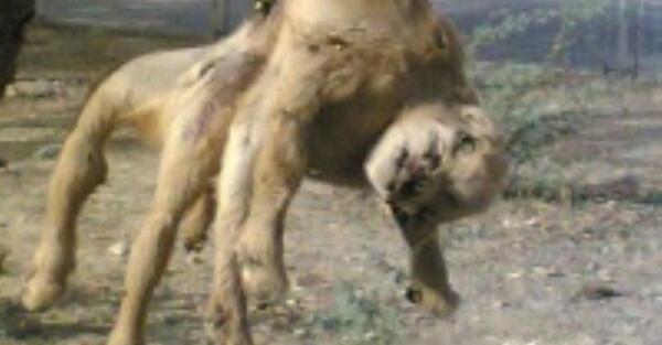 عکس حیوانات عجیب الخلقه