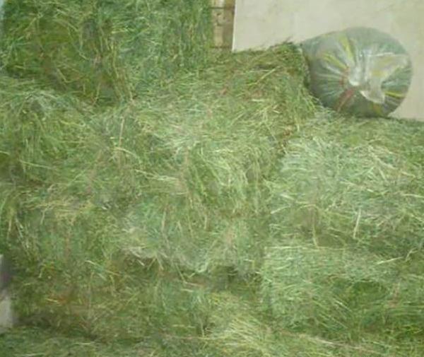عکس یونجه پرس