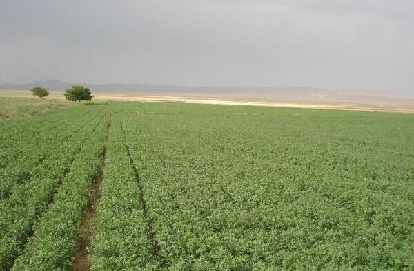 عکس یونجه پرس
