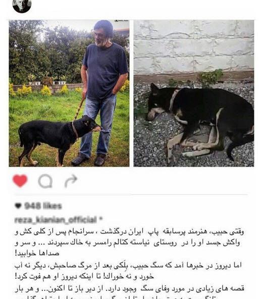 عکس سگ قو