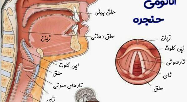 عکس داخل گلو انسان