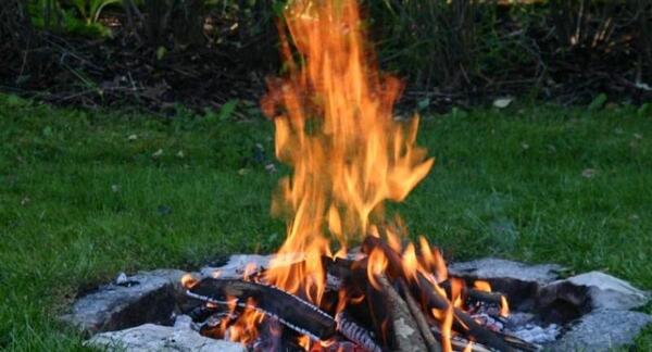 عکس چای جنگلی