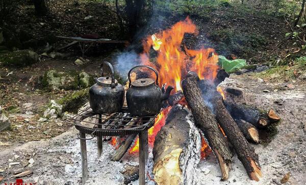 عکس چای جنگلی