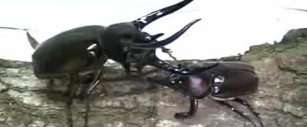 عکس سوسک شاخدار