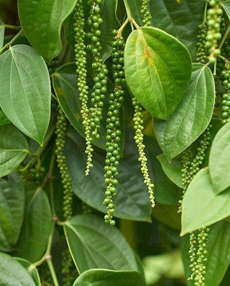 عکس درخت سیاه دانه