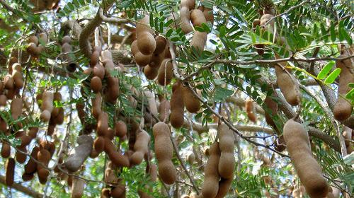 عکس درخت سیاه دانه