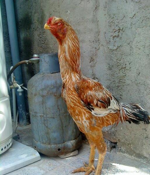 عکس های خروس لاری افغان