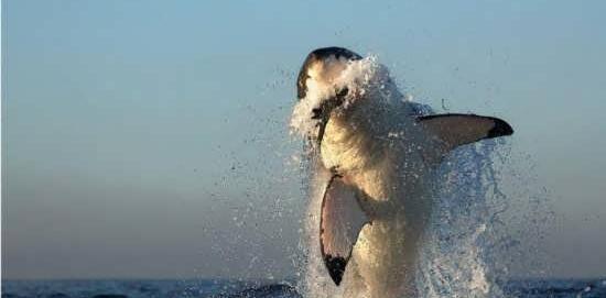 عکس نهنگ وحشتناک