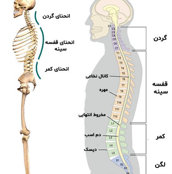 عکس واقعی ستون فقرات