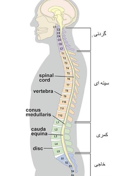 عکس واقعی ستون فقرات