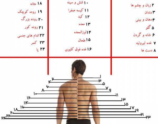 عکس واقعی ستون فقرات