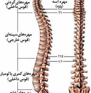 عکس واقعی ستون فقرات