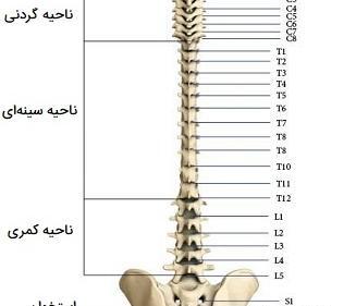 عکس واقعی ستون فقرات