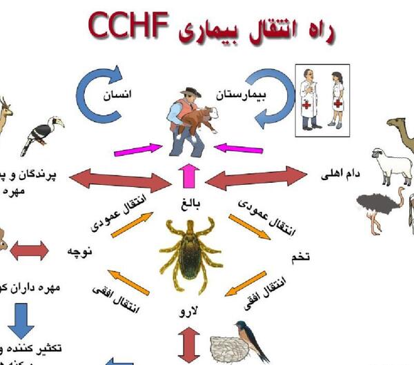 عکس کنه کریمه کنگو