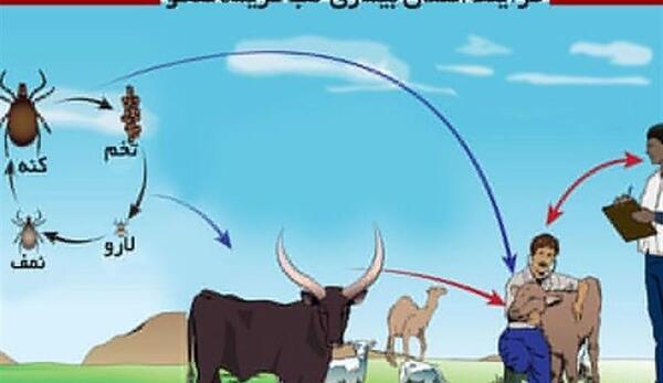 عکس کنه کریمه کنگو