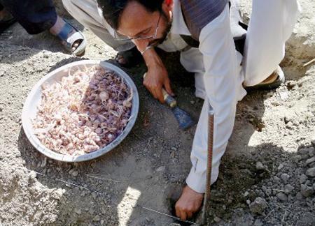 عکس زعفران کوهی
