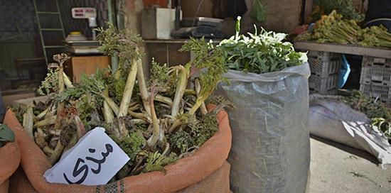 عکس زعفران کوهی