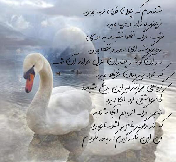 عکس قو قشنگ