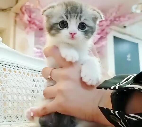 عکس گربه خیلی ناز
