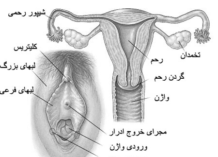 عکس شپش ناحیه ی تناسلی